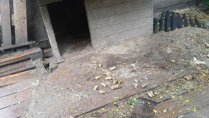 Foto: Pārtikas un veterinārais dienests