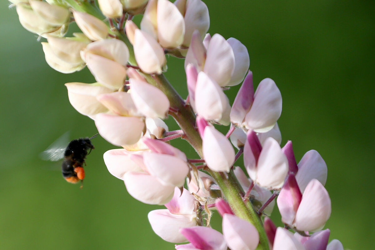 Kamene pie lupīnas zieda. Foto: Evija Trifanova/LETA