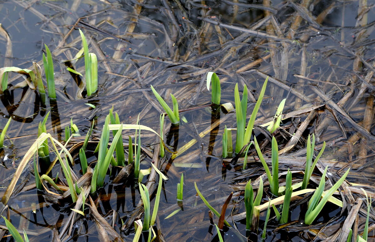 Dīķis, ilustratīvs attēls. Foto: LETA