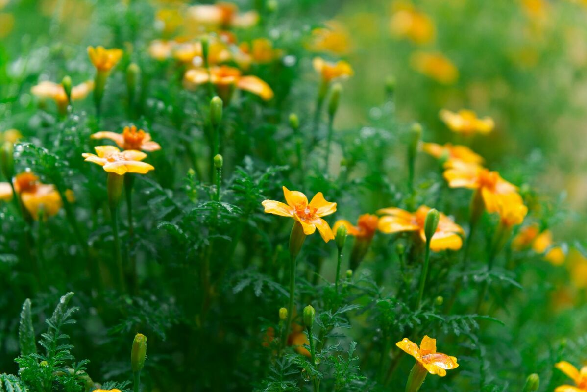 Foto: Unsplash