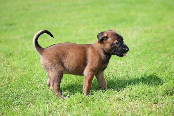 Foto: Valsts robežsardze/Facebook