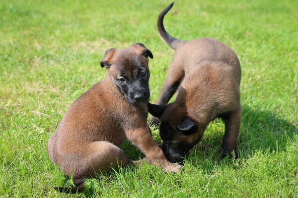 Foto: Valsts robežsardze/Facebook