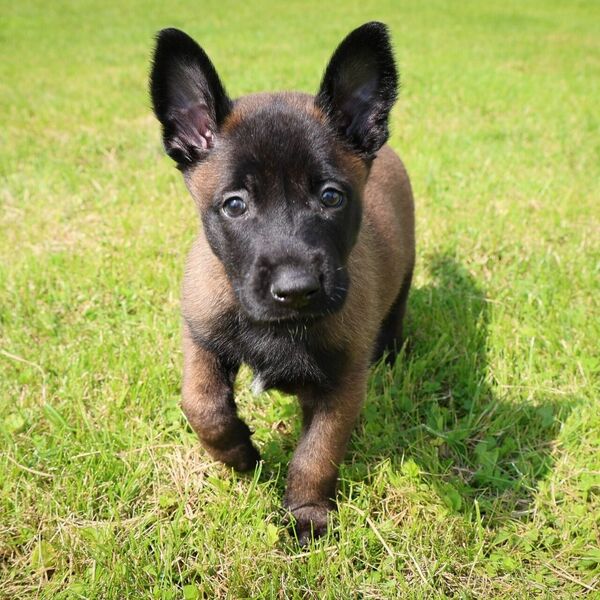 Foto: Valsts robežsardze/Facebook