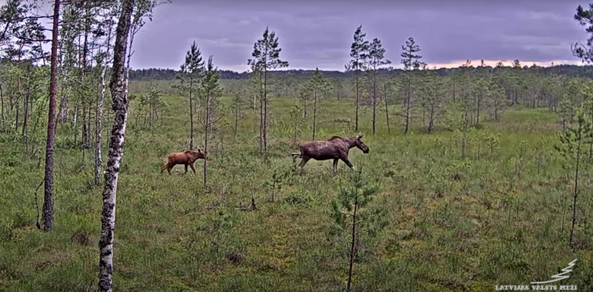 Foto: Ekrānuzņēmums
