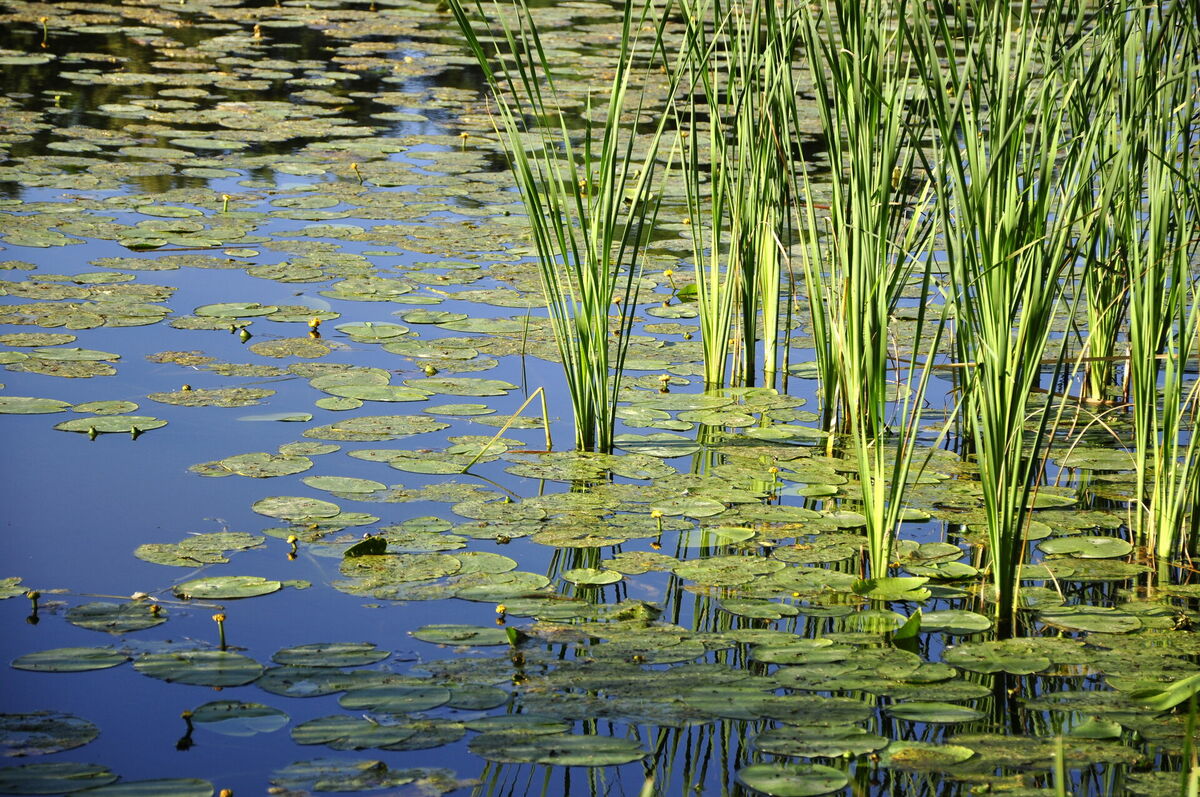Foto: Ivars Soikāns/LETA