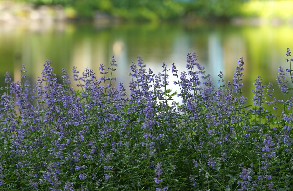 Foto: Lita Millere/LETA