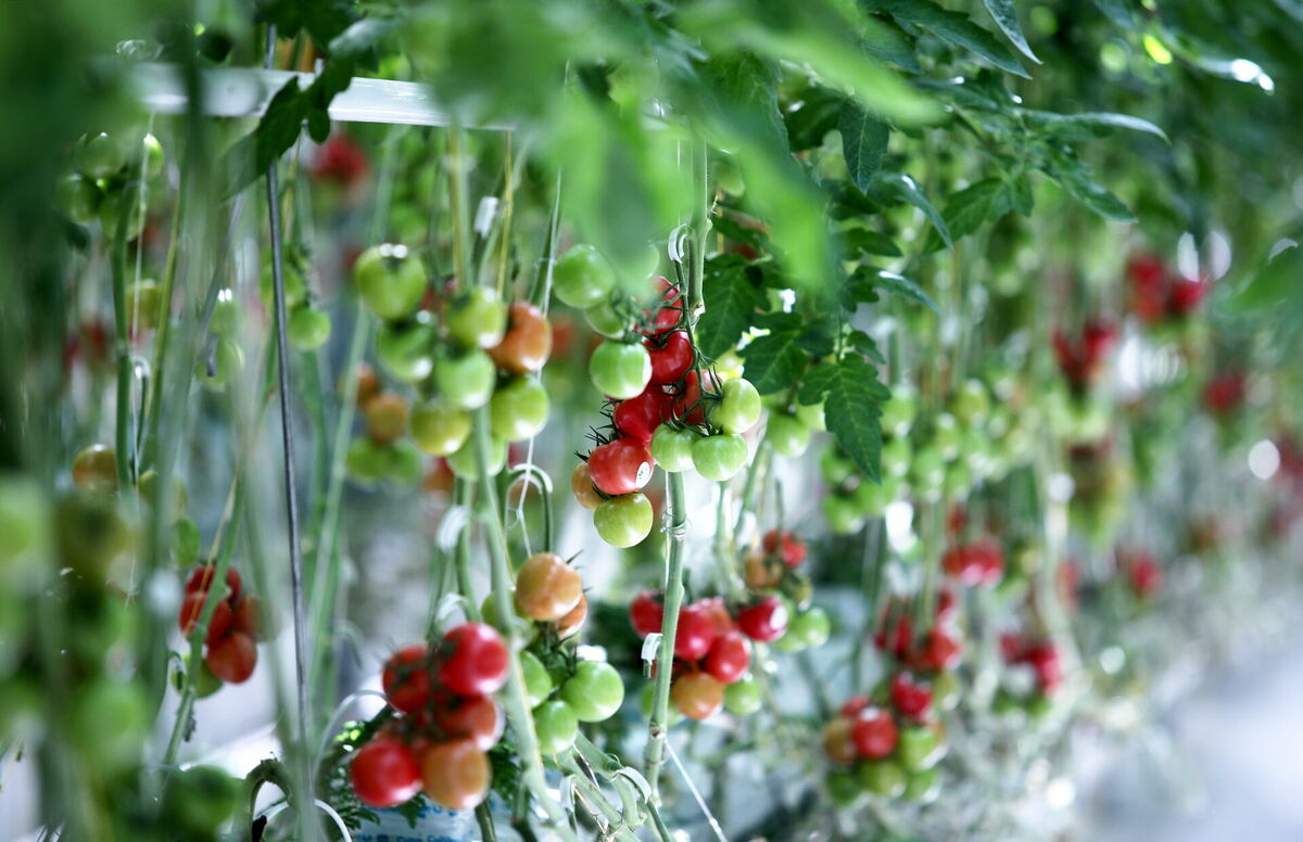 Foto: Ieva Leiniša/ LETA