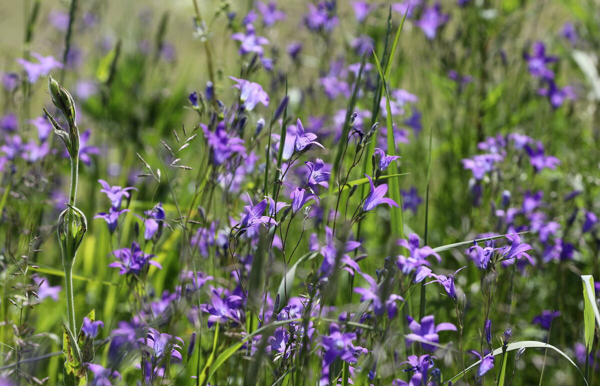 Foto: Evija Trifanova/LETA