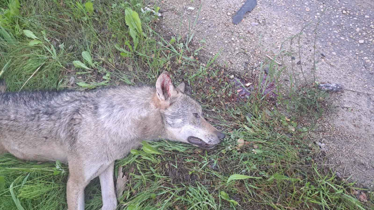 Foto: Žurnāls "Medības"