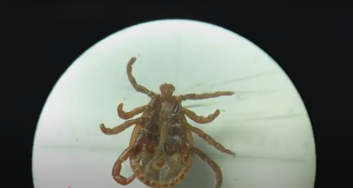 dermacentor raticulatus. Foto: Ekrānšāviņš no video