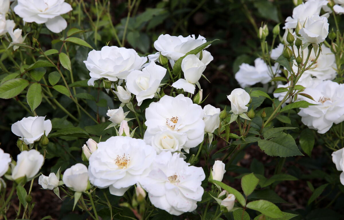 Rozes. Foto: Paula Čurkste/LETA
