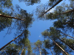 ''Rubīna - zīlniece pēctecībā'', zīlniece Jēkabpilī