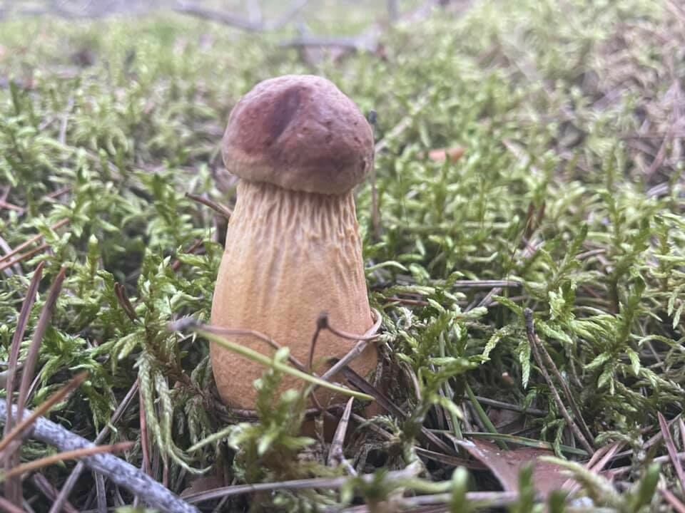 Dzīslkāta beka. Foto: Inese Supe/Facebook