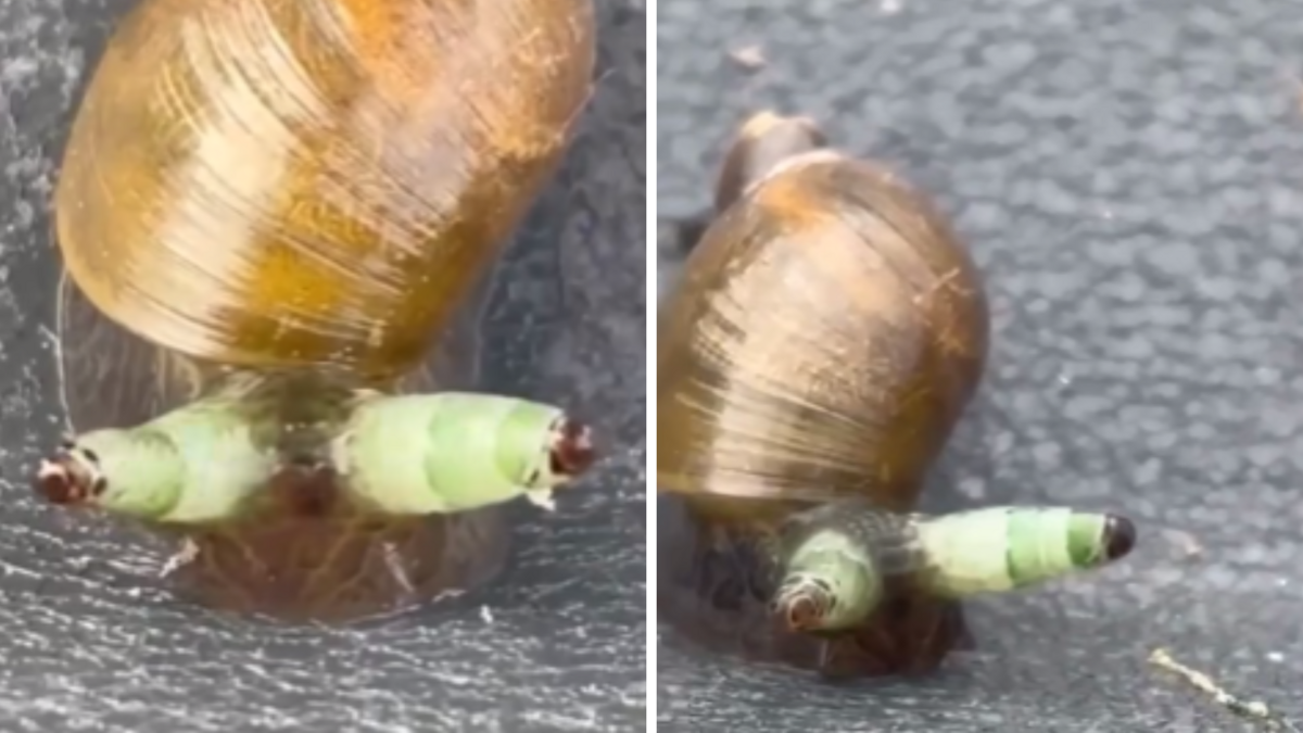 Gliemezis ar parazītu. Foto: Ekrānšāviņš no video/Egita Skrūzkalne