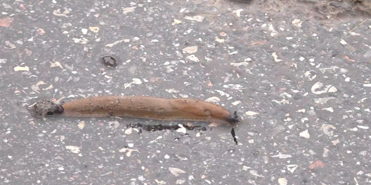 Foto: Ekrānuzņēmums no sižeta