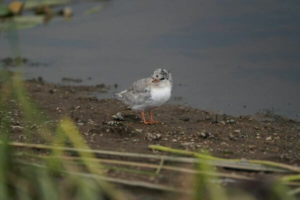 Foto: Latvijas Ornitoloģijas biedrība