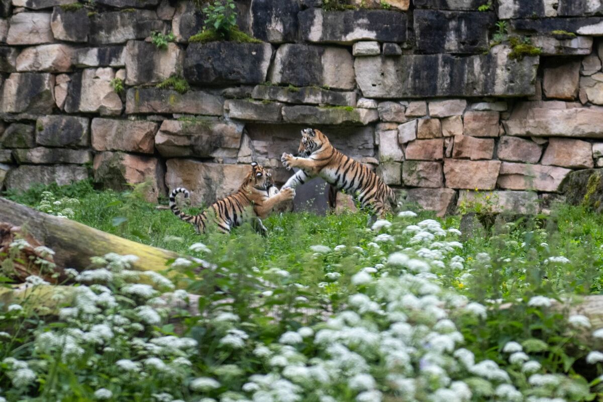 Foto: Rīgas Zoodārzs/Facebook