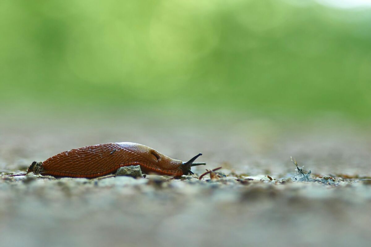 Spānijas kailgliemezis. Foto: Unsplash