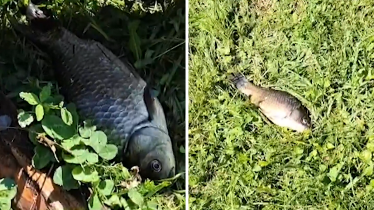 Foto: Ekrānuzņēmums no Latvijas Televīzijas