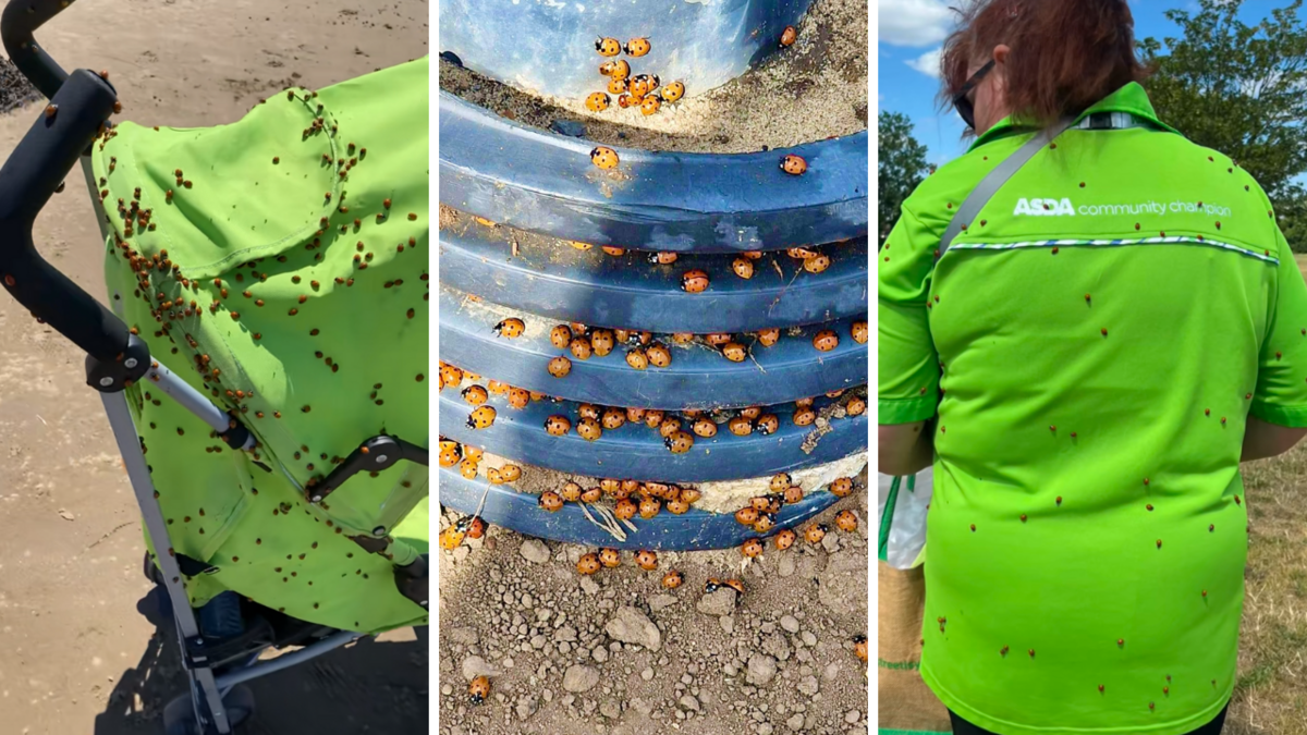 Foto: Ekrānuzņēmumi no "X"