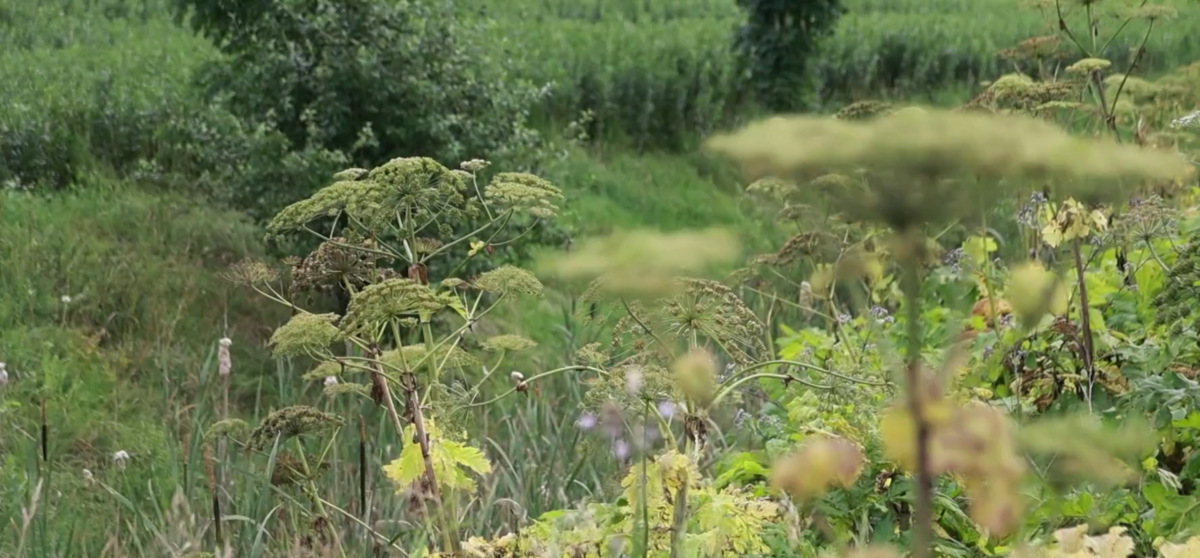 Foto: Ekrānuzņēmums no sižeta