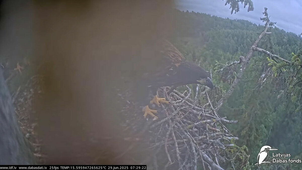 Foto: Latvijas Dabas fonds