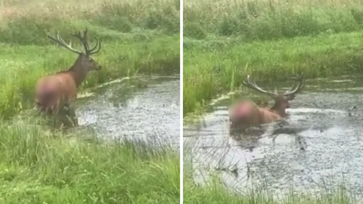 Foto: Žurnāls "Medības"