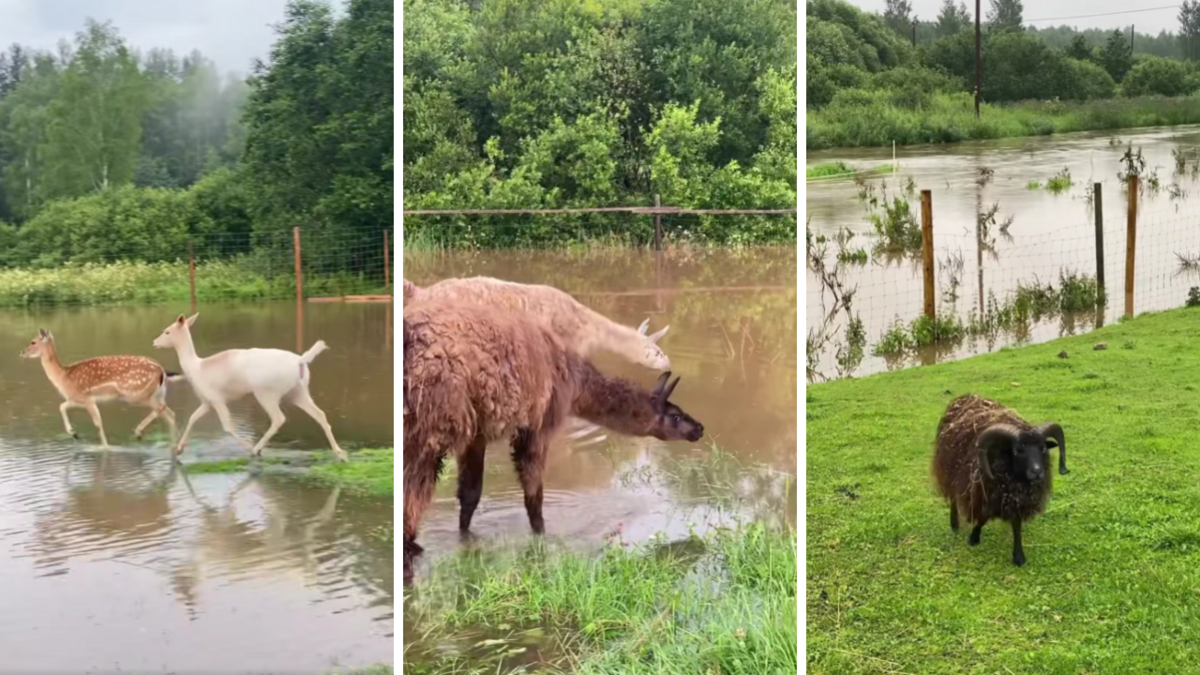 Foto: JuRita mini ZOO