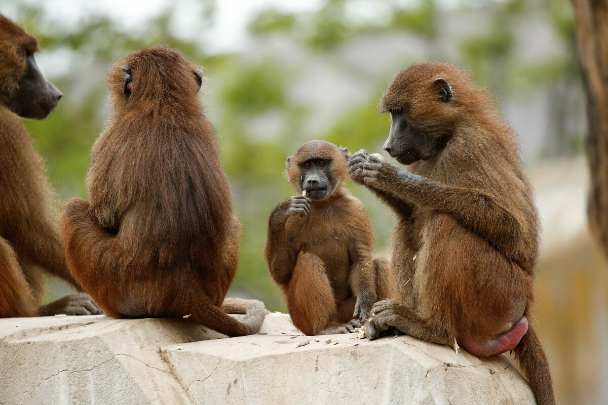 Paviāni. Foto: REUTERS/Benoit Tessier