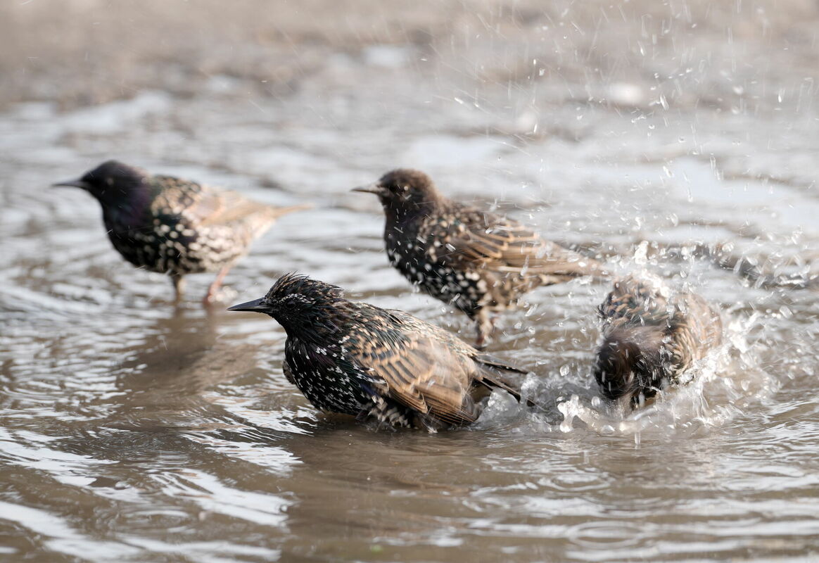 Foto: Zane Bitere/LETA