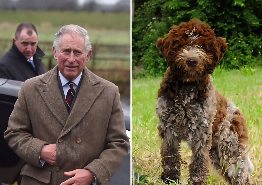 Foto: Ekrānuzņēmums no "Daily Mail"