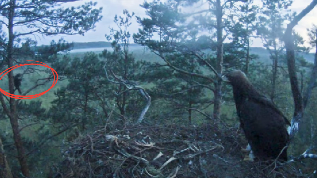 Foto; "Latvijas valsts meži" (LVM) tiešsaistes kamerāa