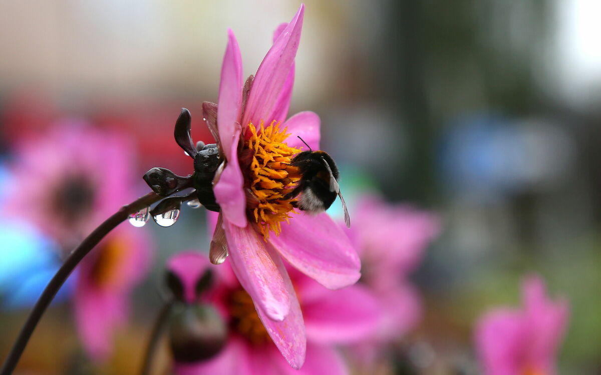 Foto: Edijs Pālens/ LETA