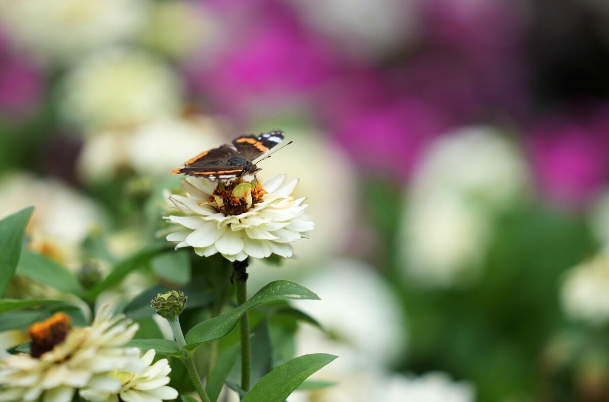 Foto: Zane Bitere/LETA