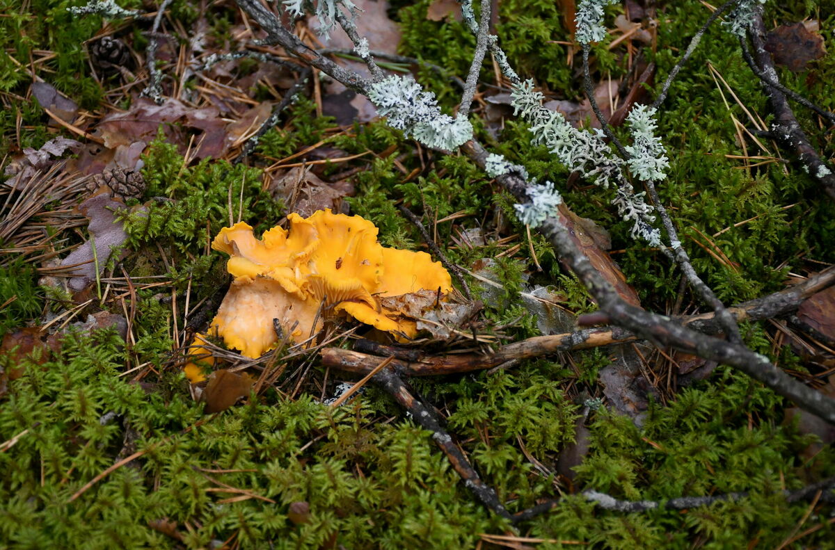 Gailenes mežā. Foto: Ivars Soikāns/LETA