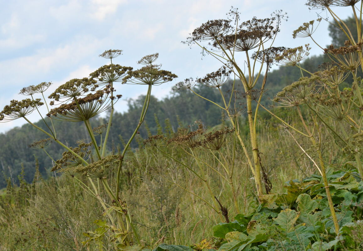 Latvāņi. Foto: LETA