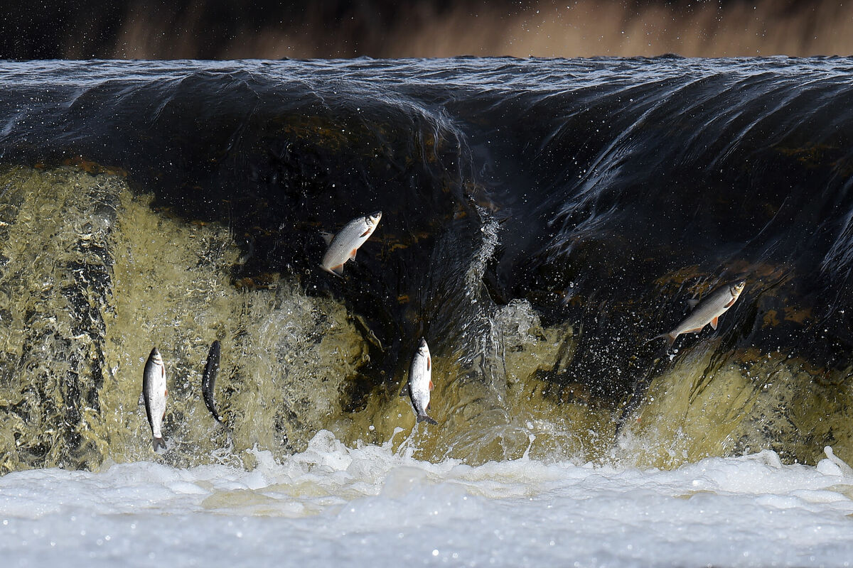 Vimbas Ventas rumbā. Foto: Edijs Pālens/LETA