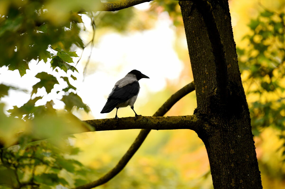 Vārna, ilustratīvs attēls. Foto: Zane Bitere/LETA