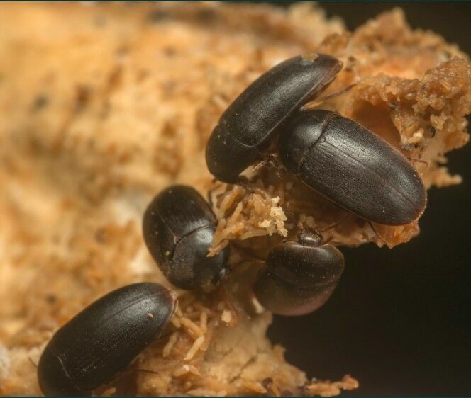 Foto: ekrānuzņēmums no https://insektarium.net/