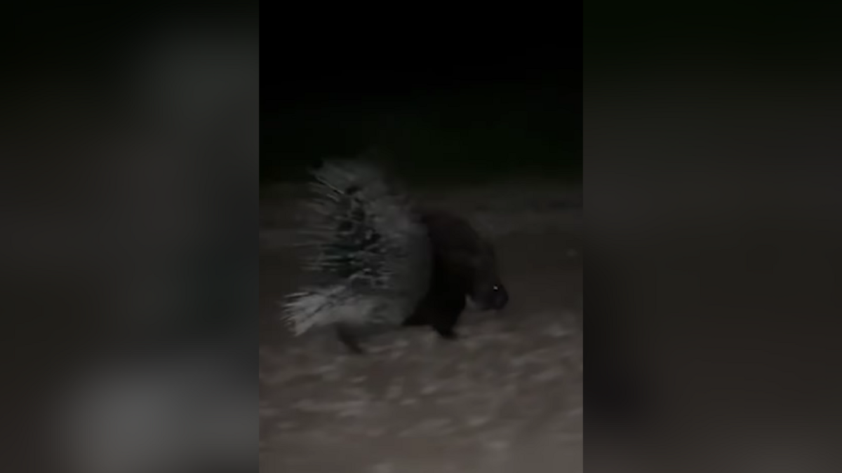 Foto: LTV ekrānšāviņš