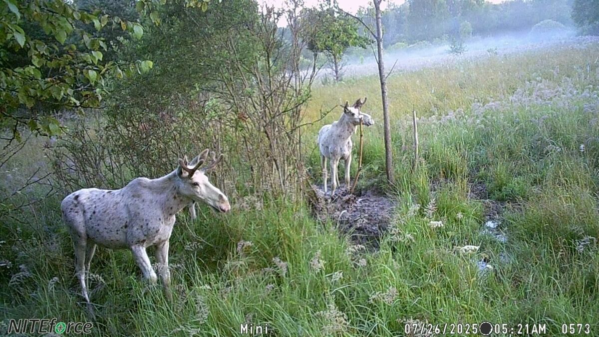 Foto: Ekrānuzņēmums/Žurnāls "Medības"/YouTube