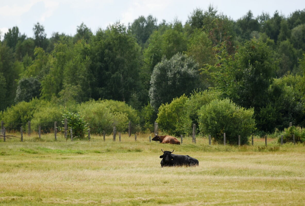 Foto: Zane Bitere/LETA