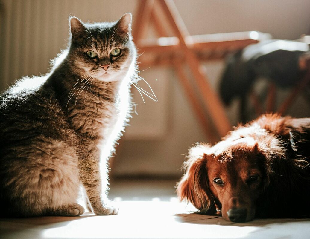 Foto: Marián Šicko, Pexels.com