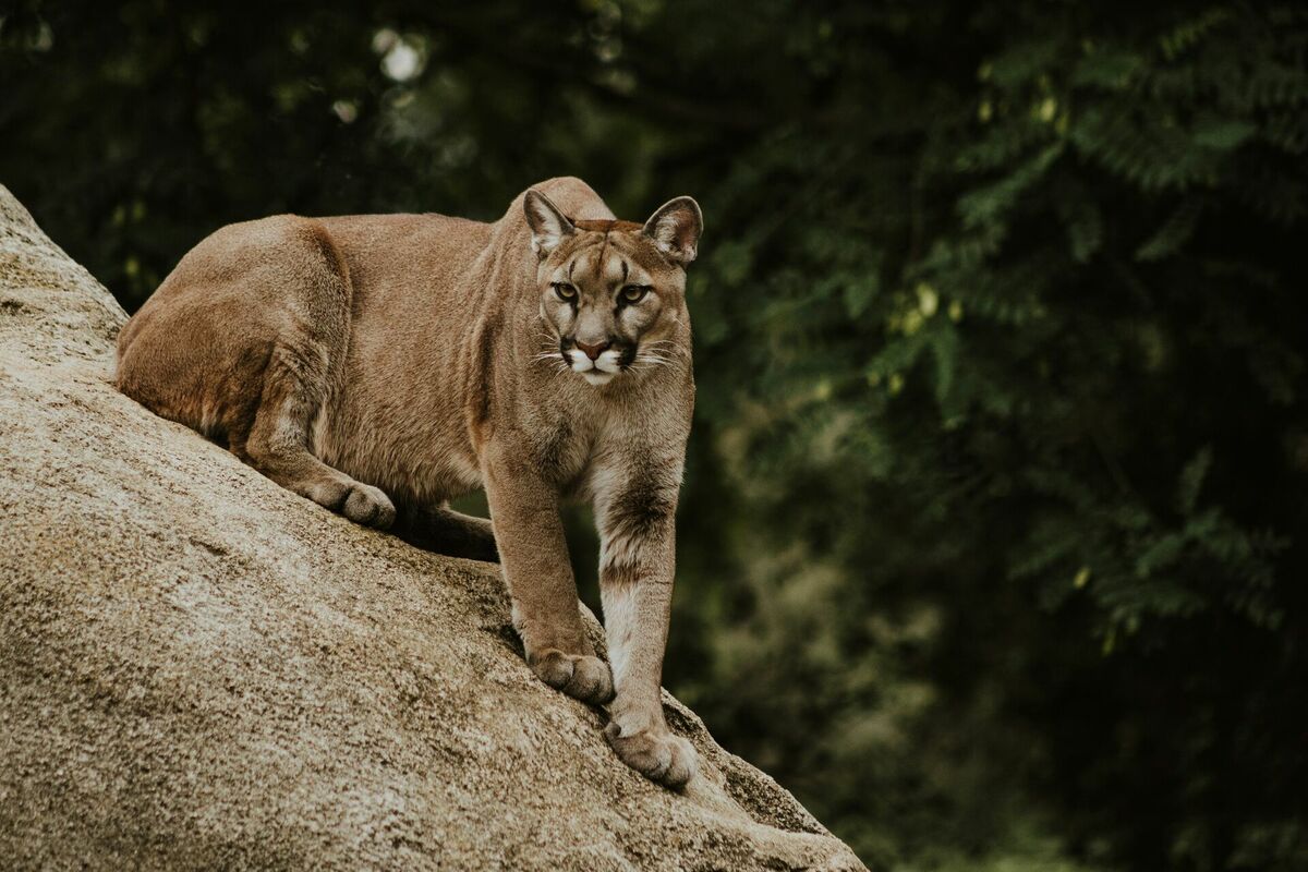 Puma, attēls ilustratīvs. Foto: Unsplash