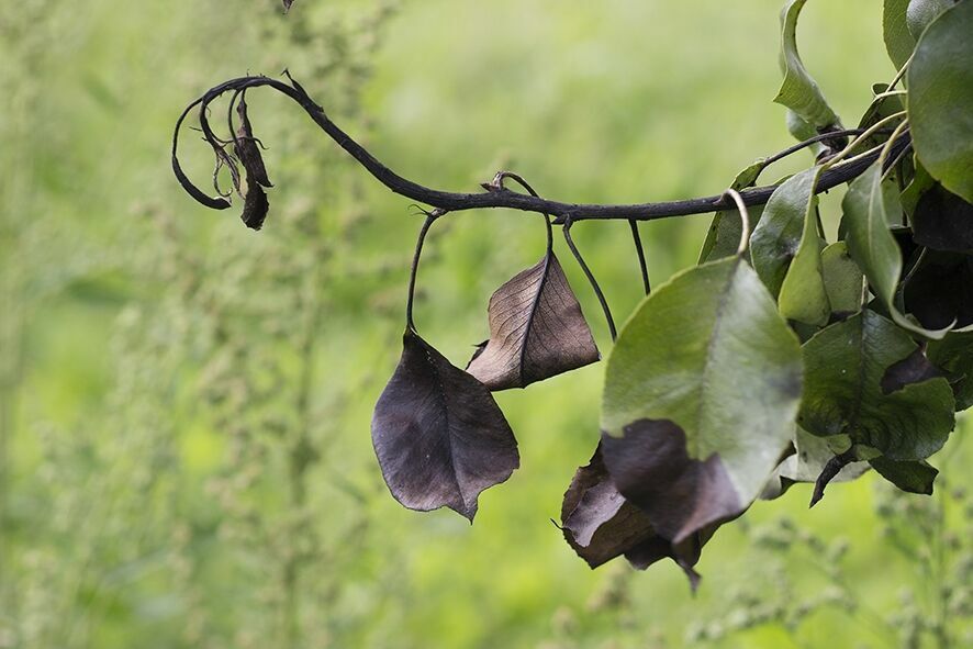 Bakteriālā iedega. Foto:  Valsts augu aizsardzības dienests