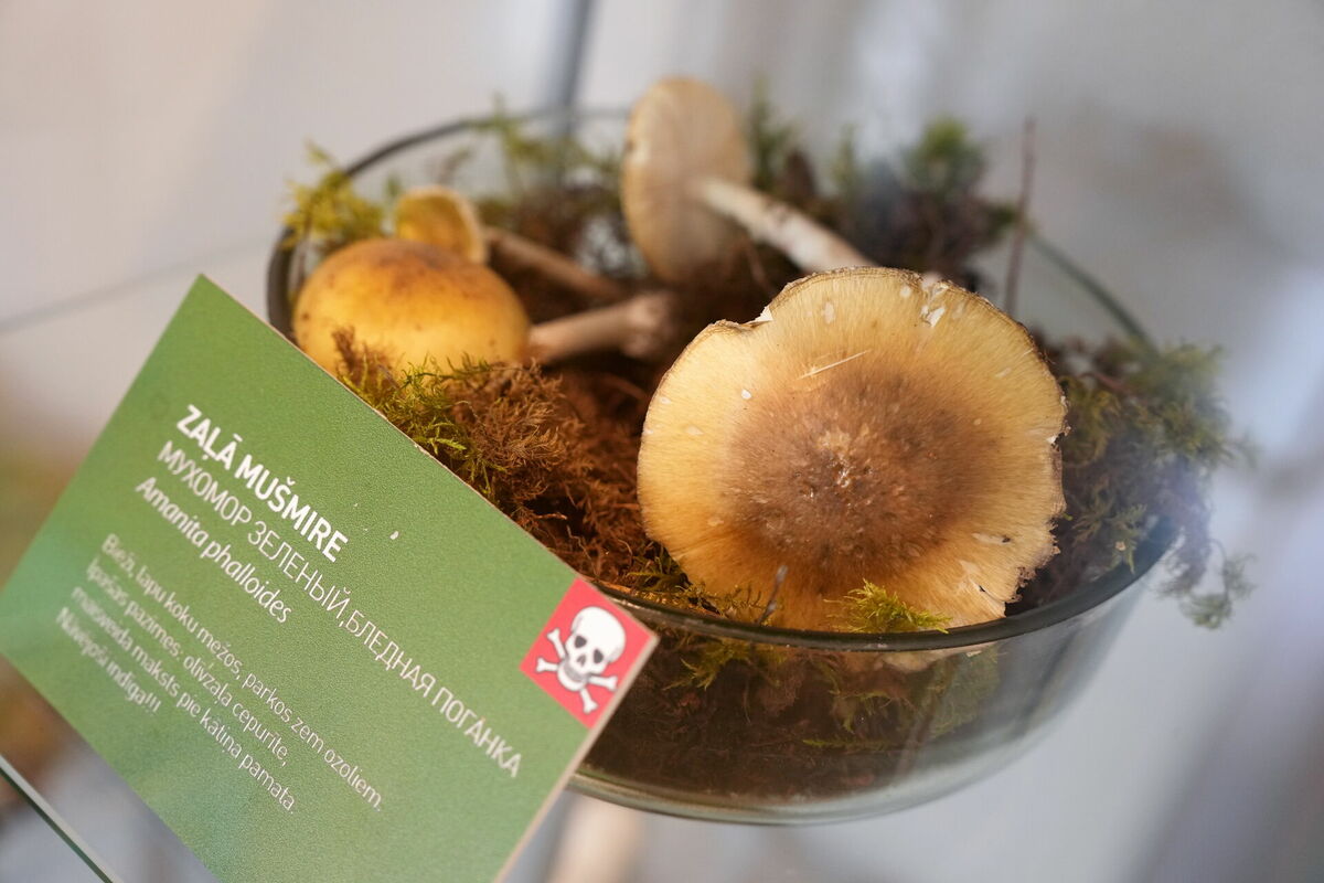 Izstāde "Sēnes 2023" Latvijas Dabas muzejā. Ilustratīvs attēls. Foto: LETA
