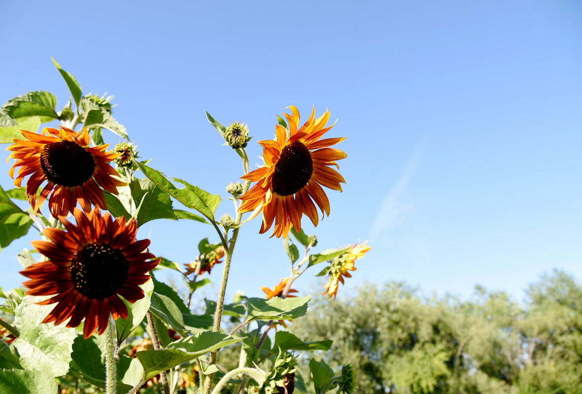 Saulespuķes. Foto: LETA7