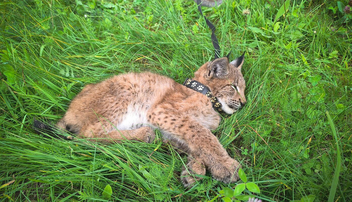Foto: Karīna Lazdāne, Dabas aizsardzības pārvalde