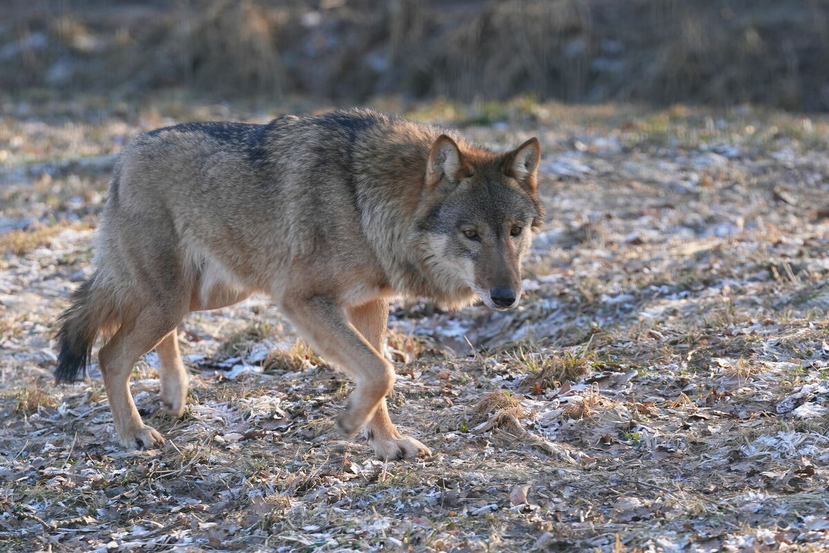 Pelēkais vilks. Foto: LETA