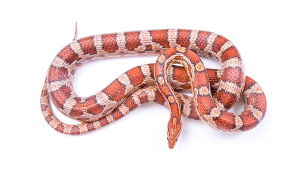 Kukurūzas zalktis. Foto: spiderzone.lv